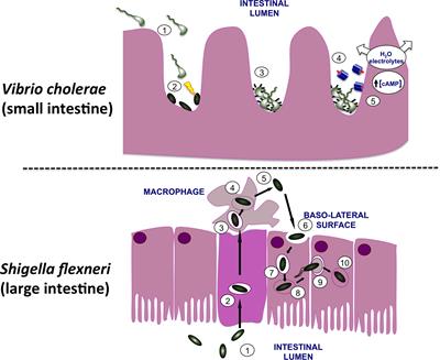 Regulatory Hierarchies Controlling Virulence Gene Expression in Shigella flexneri and Vibrio cholerae